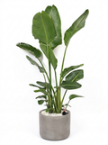 Strelitzia inclusief watermeter